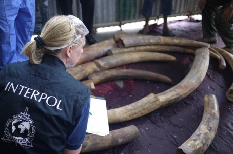 Elephant tusks investigation